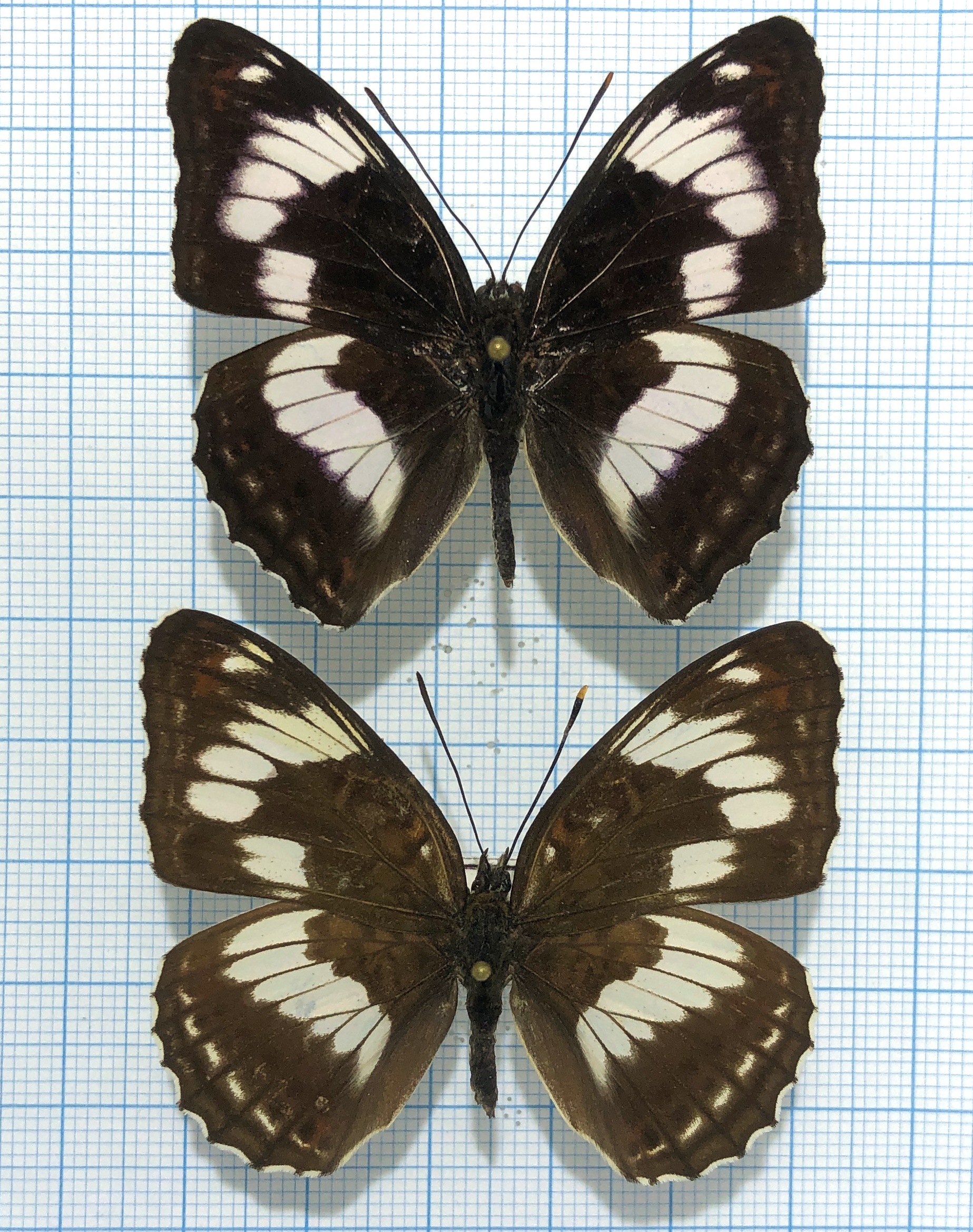 Limenitis sydyi, A1-, Pair, Far East
