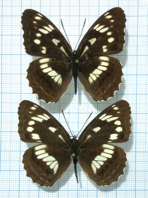 Limenitis helmanni, A1-, Pair, Far East