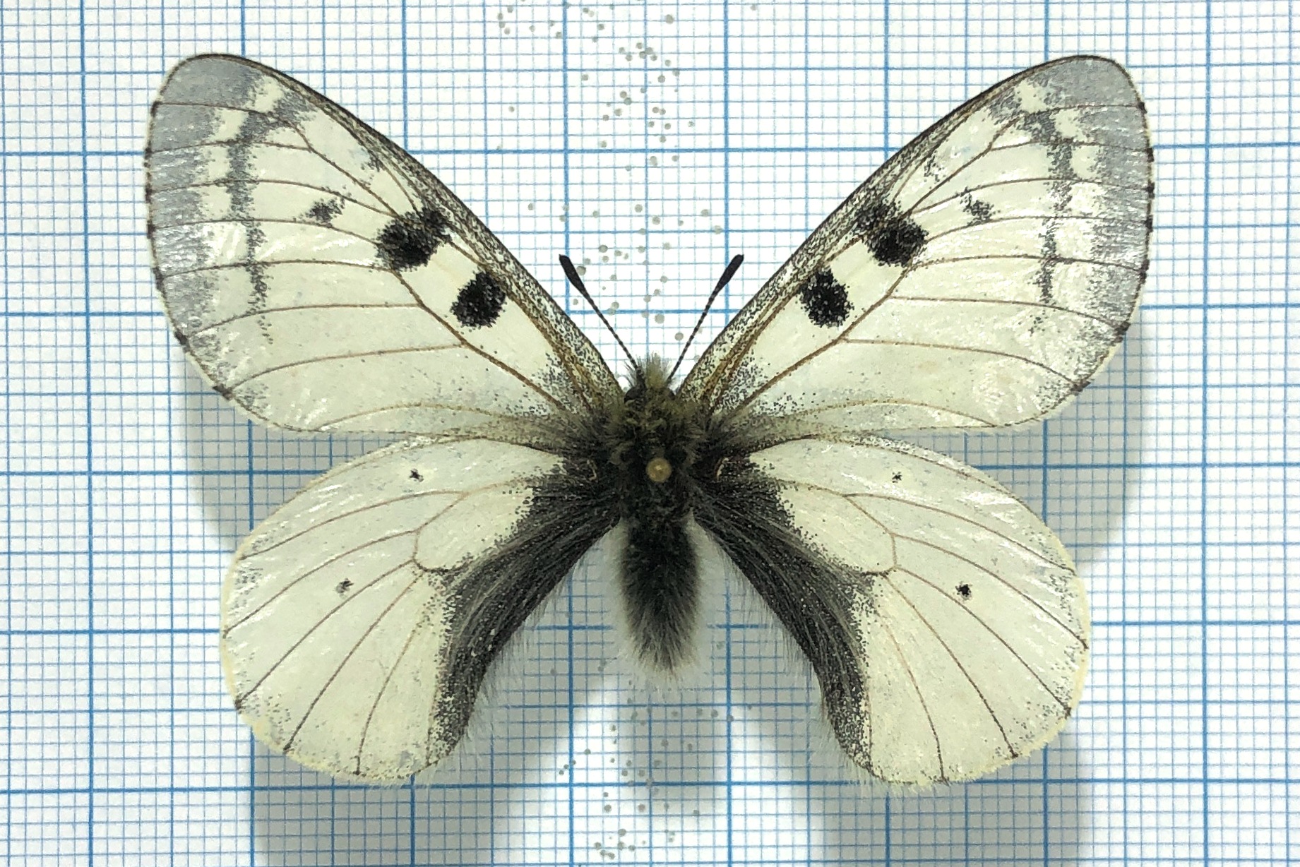 Lepidoptera. Parnassius phoebus alpestris, A1-, male, Altai. ABERRATION! — изображение 2