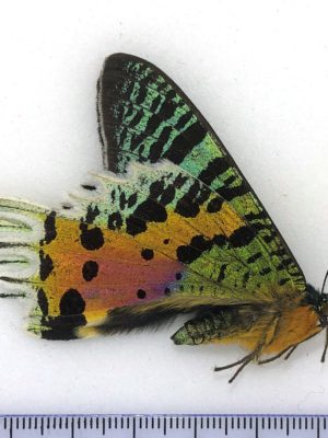 Urania ripheus, male, Madagascar