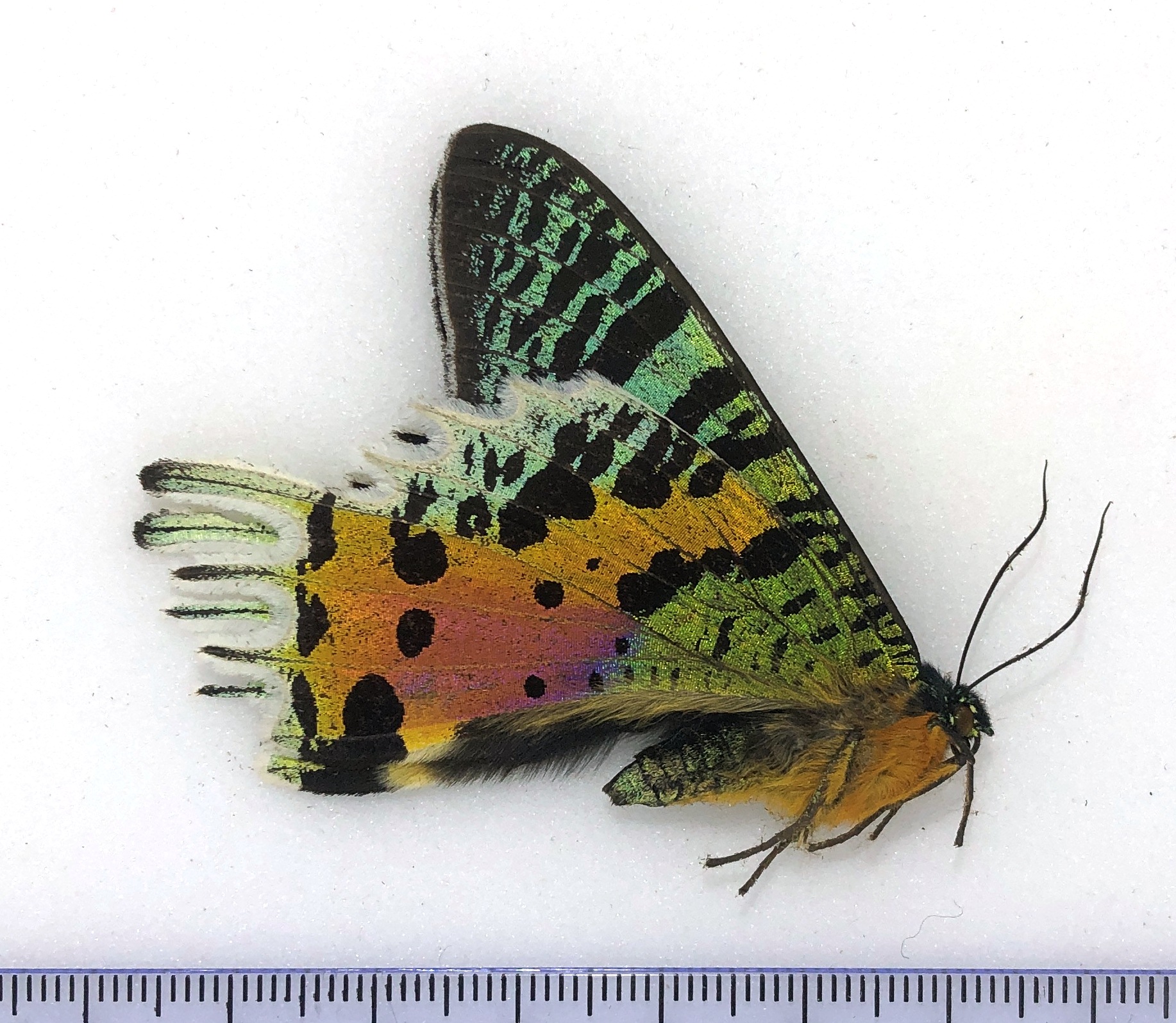 Urania ripheus, male, Madagascar