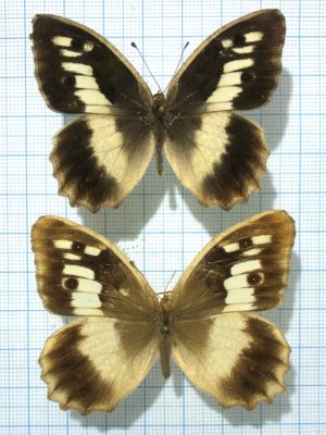 Chazara briseis fergana, pair, A-, Kyrgyzstan