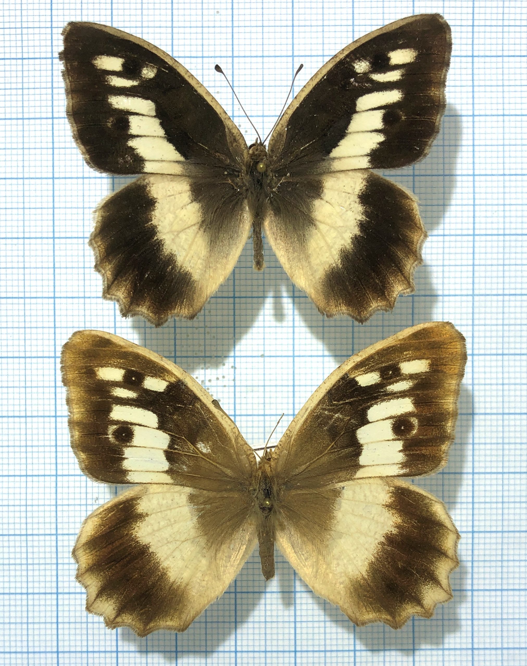 Chazara briseis fergana, pair, A-, Kyrgyzstan