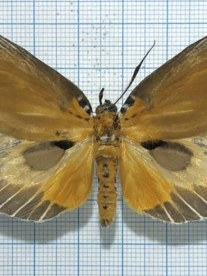 Peridrome subfascia, male, A-, Thailand.