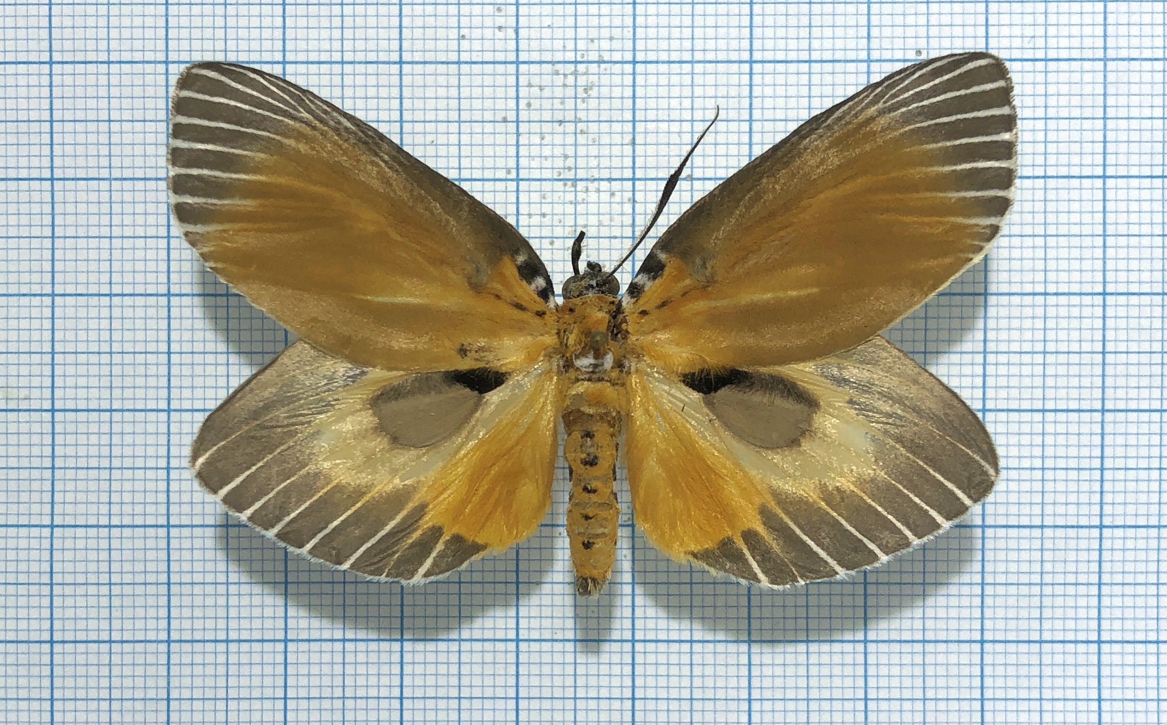 Peridrome subfascia, male, A-, Thailand.