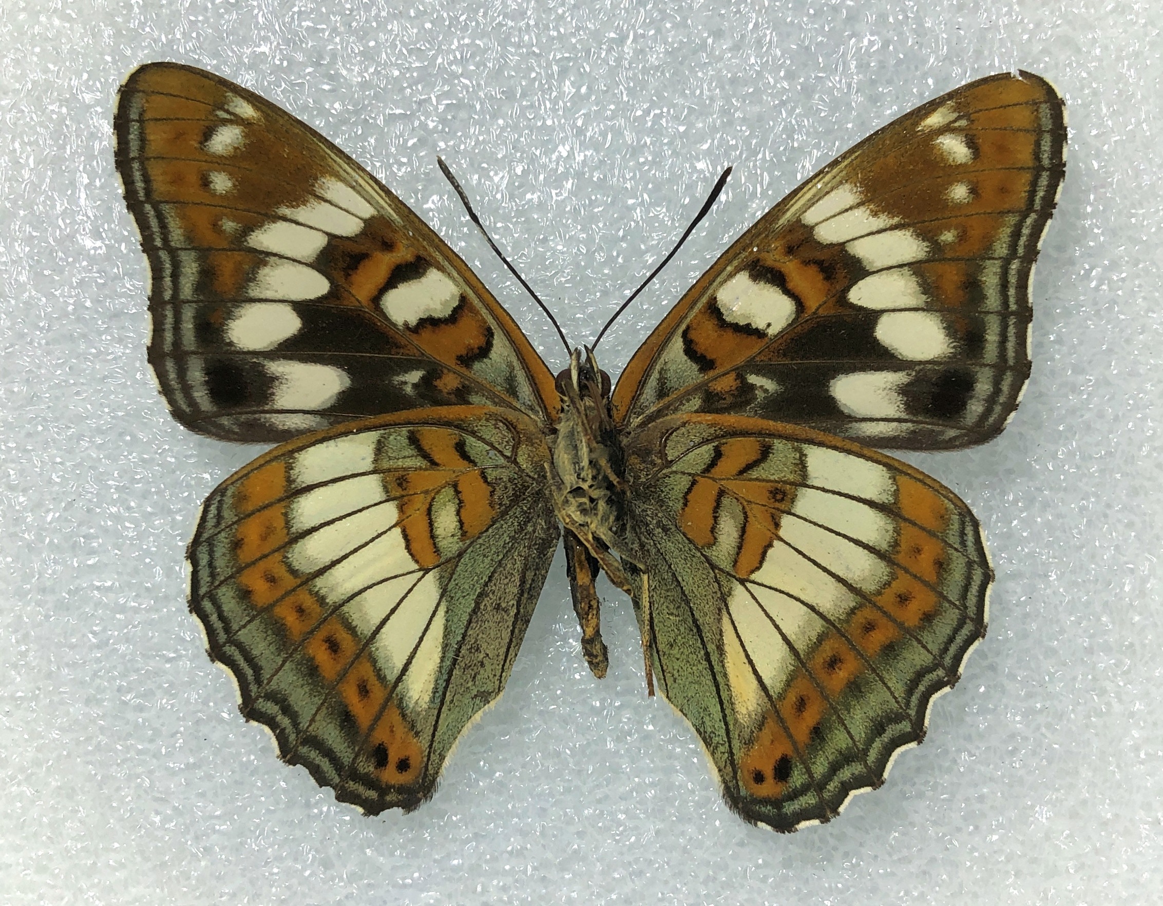 Limenitis populi, A2, female, Central Russia — изображение 2