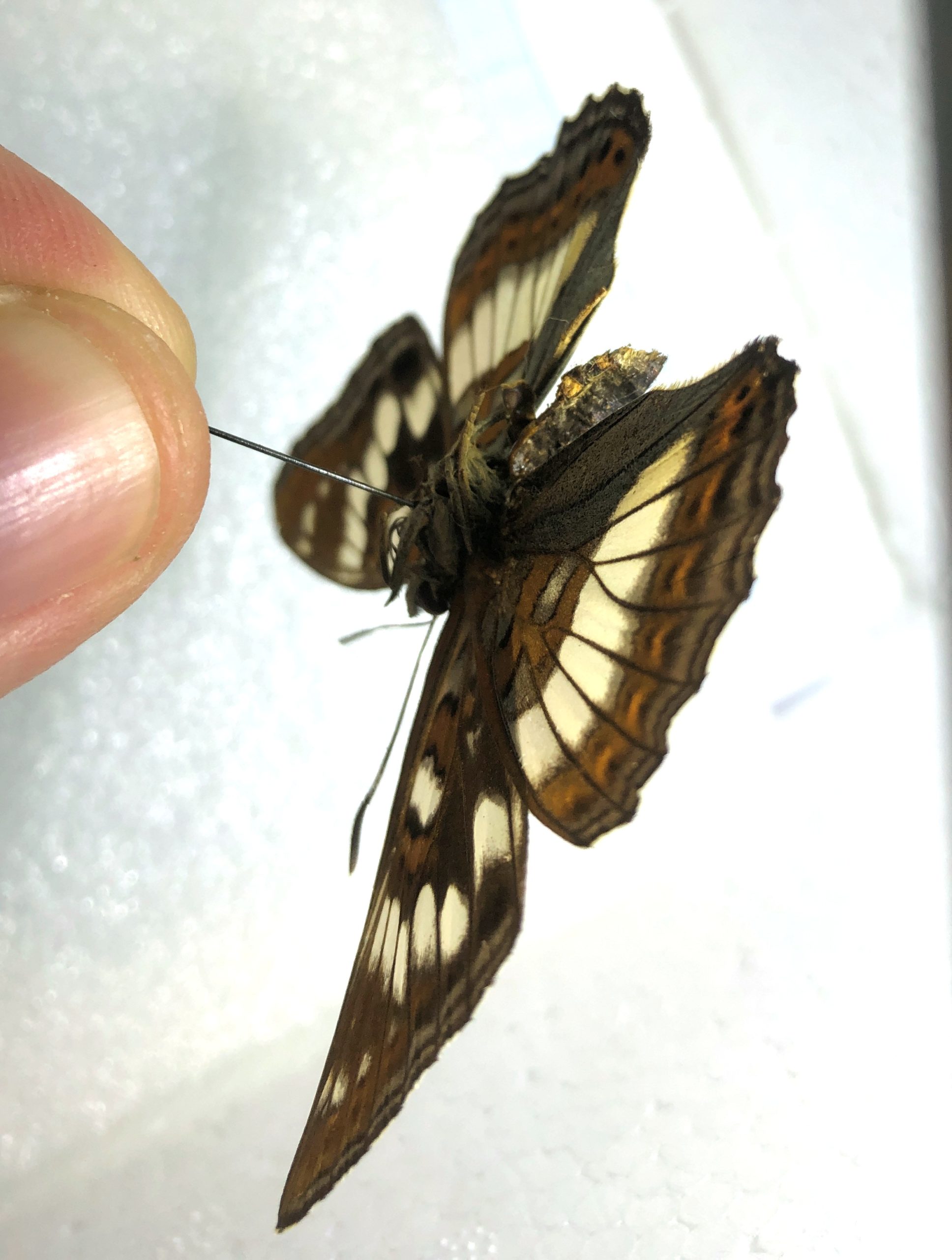 Limenitis populi, A2, female, Central Russia — изображение 3