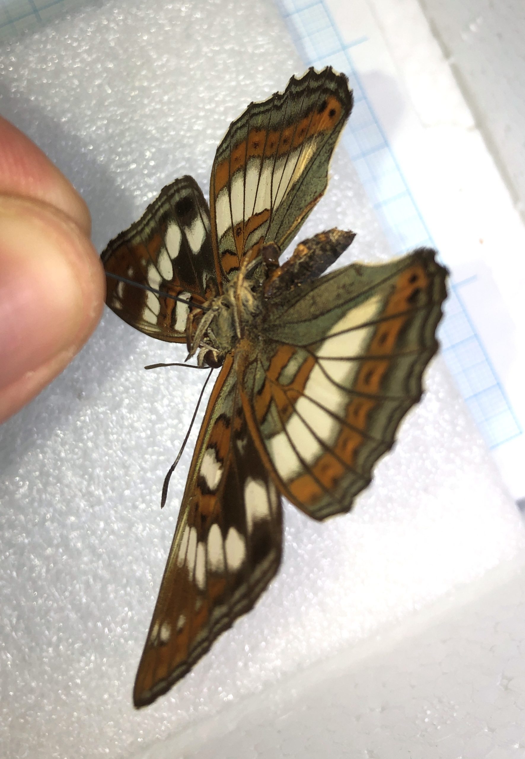 Limenitis populi, A2, female, Central Russia — изображение 4