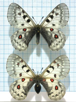 Parnassius jacquemontii rubicundus, A1, Pair, Tajikistan