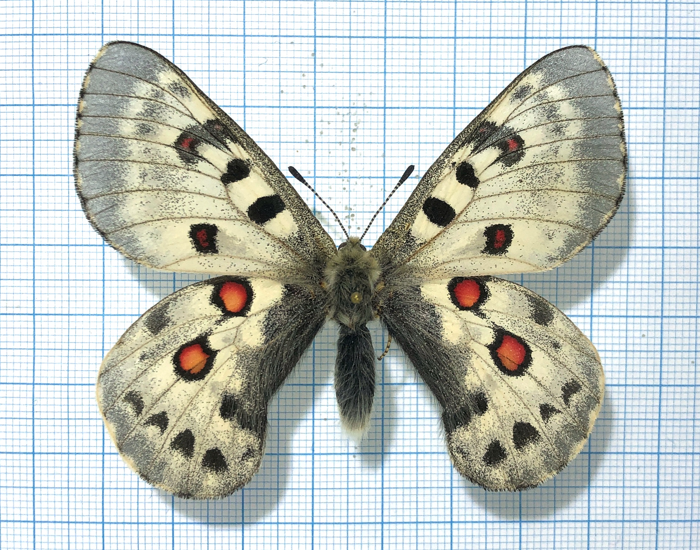 Parnassius tianschanicus insignis, A1, male, Kyrgyzstan, ABERRATION — изображение 2