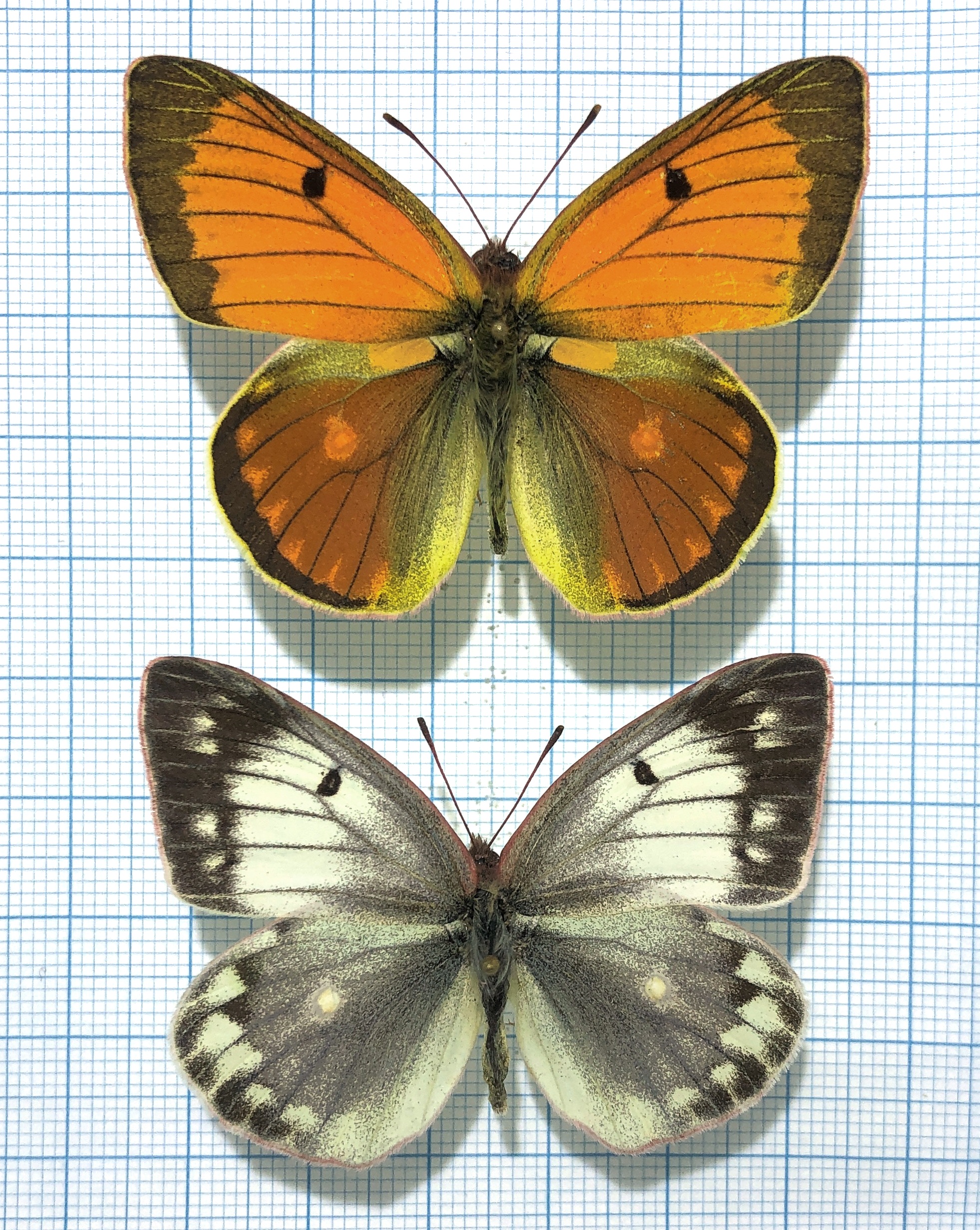 Lepidoptera. Colias aurora semenovi, A1-, Altai — изображение 2
