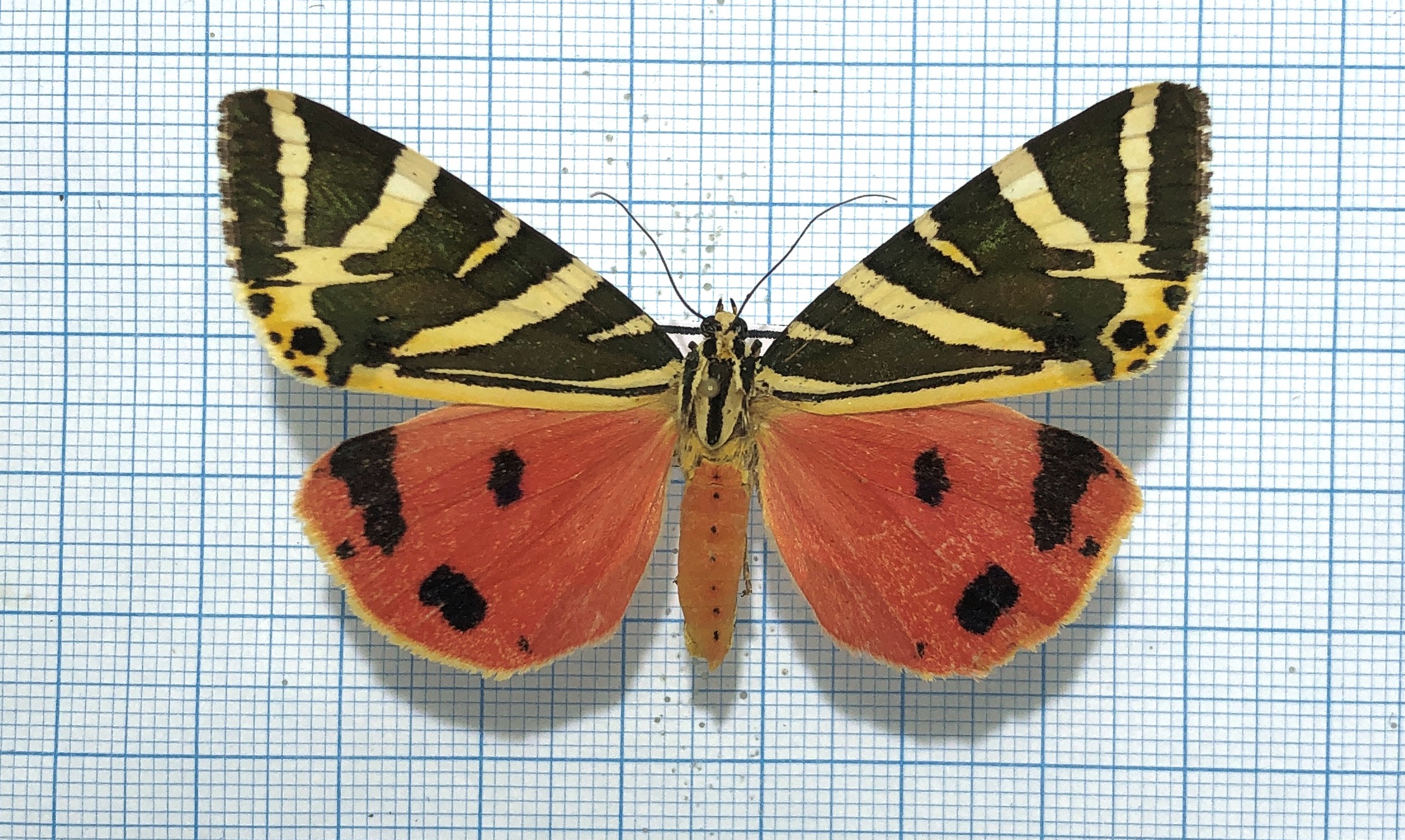 Erebidae, Eupladia splendidor, male, Armenia, A1 — изображение 2