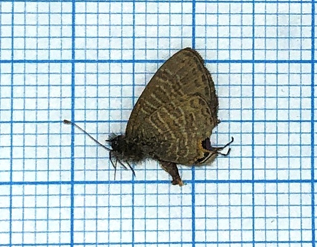 Lycaenidae #2, male, Indonesia — изображение 2