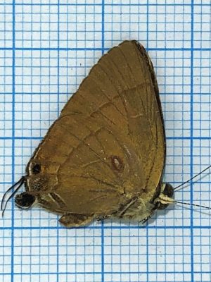 Lycaenidae #6, male, Indonesia