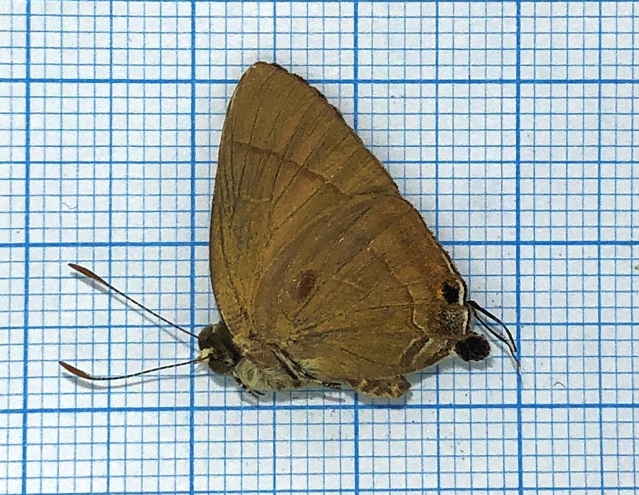 Lycaenidae #6, male, Indonesia — изображение 2
