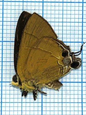 Lycaenidae #7, male, Indonesia