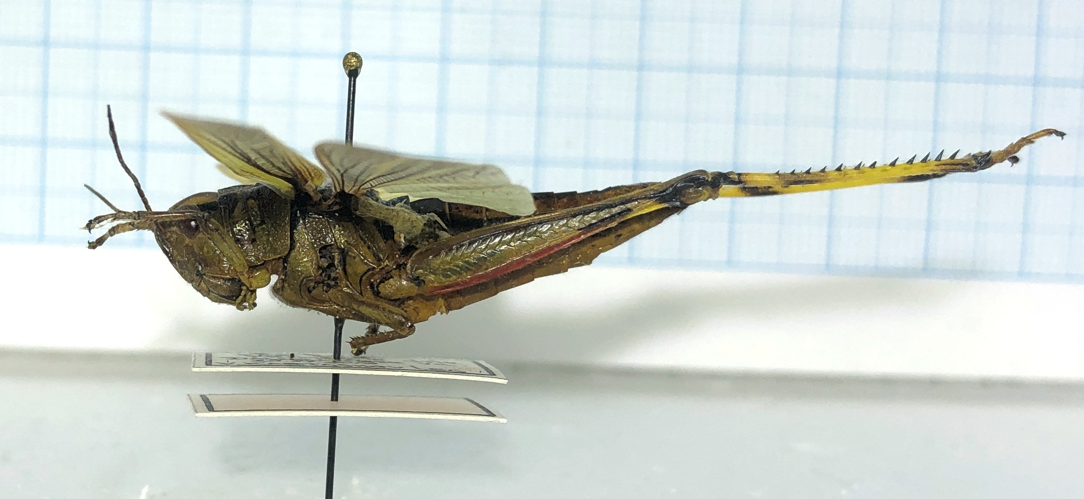 Acrididae sp., #1, Far East — изображение 2