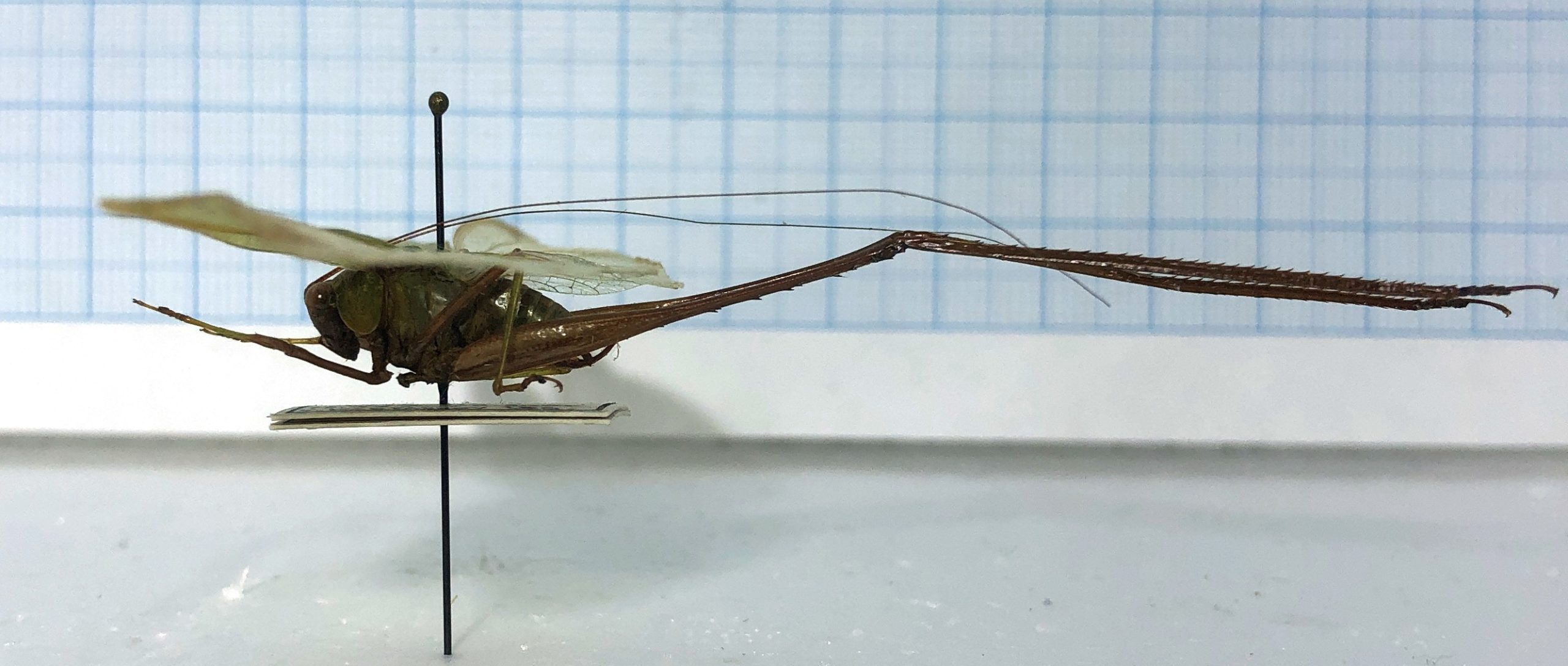 Tettigonioidea sp., #2, Ecuador — изображение 2