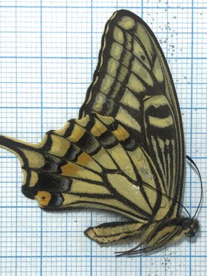 Papilio xuthus, male, China