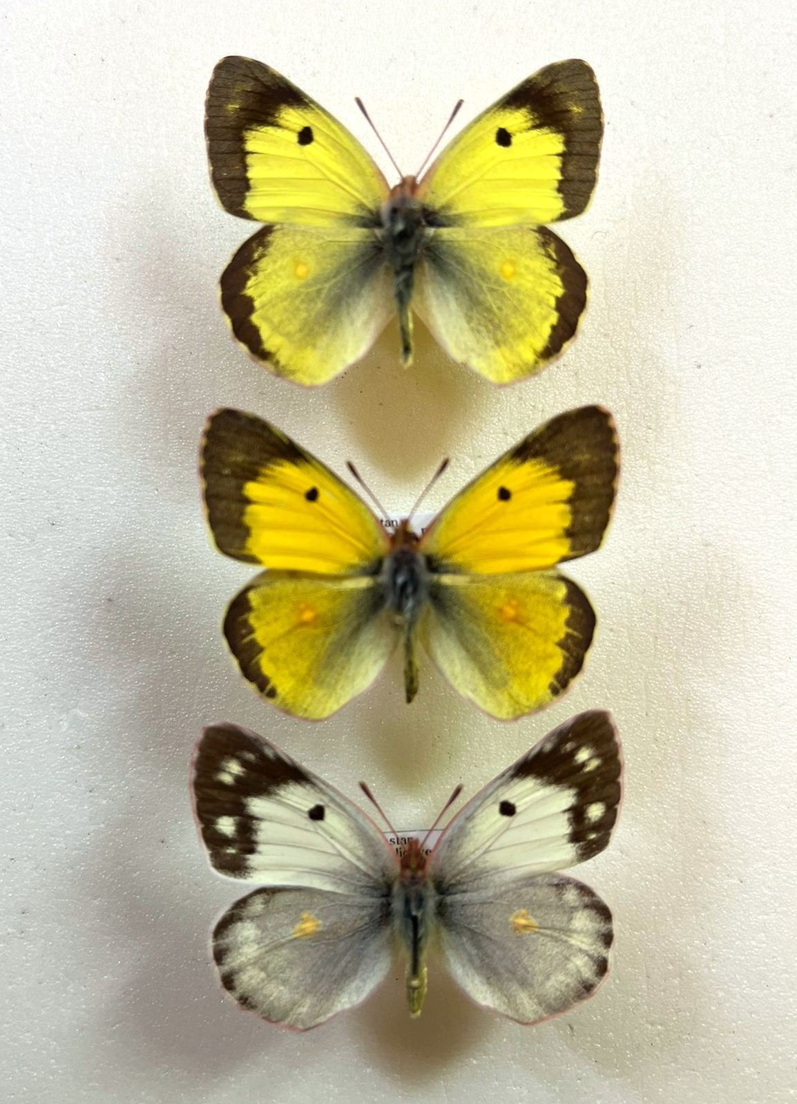 Colias erate, trio (2M + 1F), Dagestan
