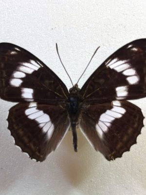 Limenitis sidyi, Male, Far East