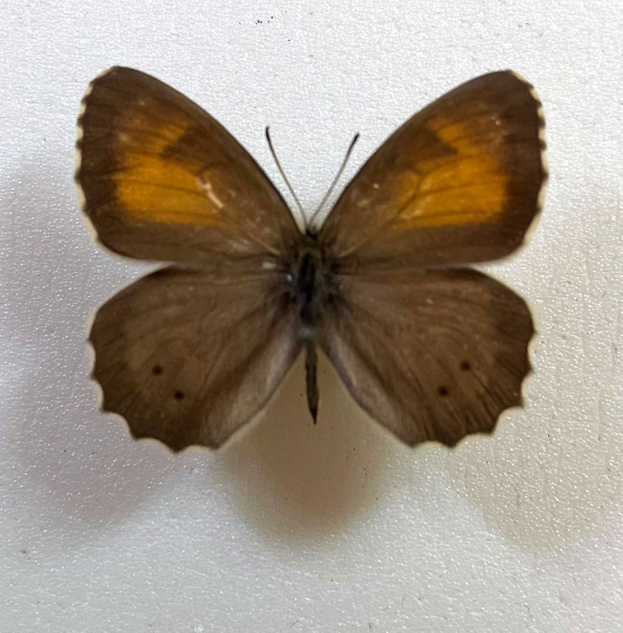 Esperarge climene roxandra, Male, Armenia