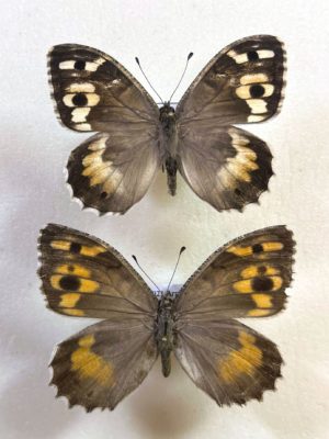 Chazara persephone, Pair, Armenia