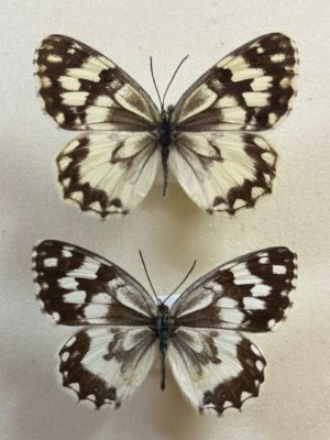 Melanargia hylata, 2 Males, Iran