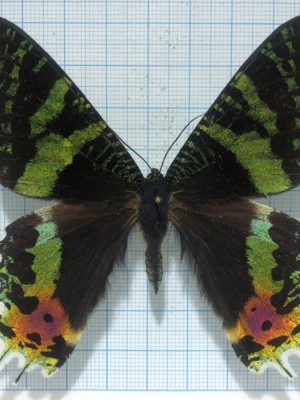Urania ripheus, male, А-, Madagascar