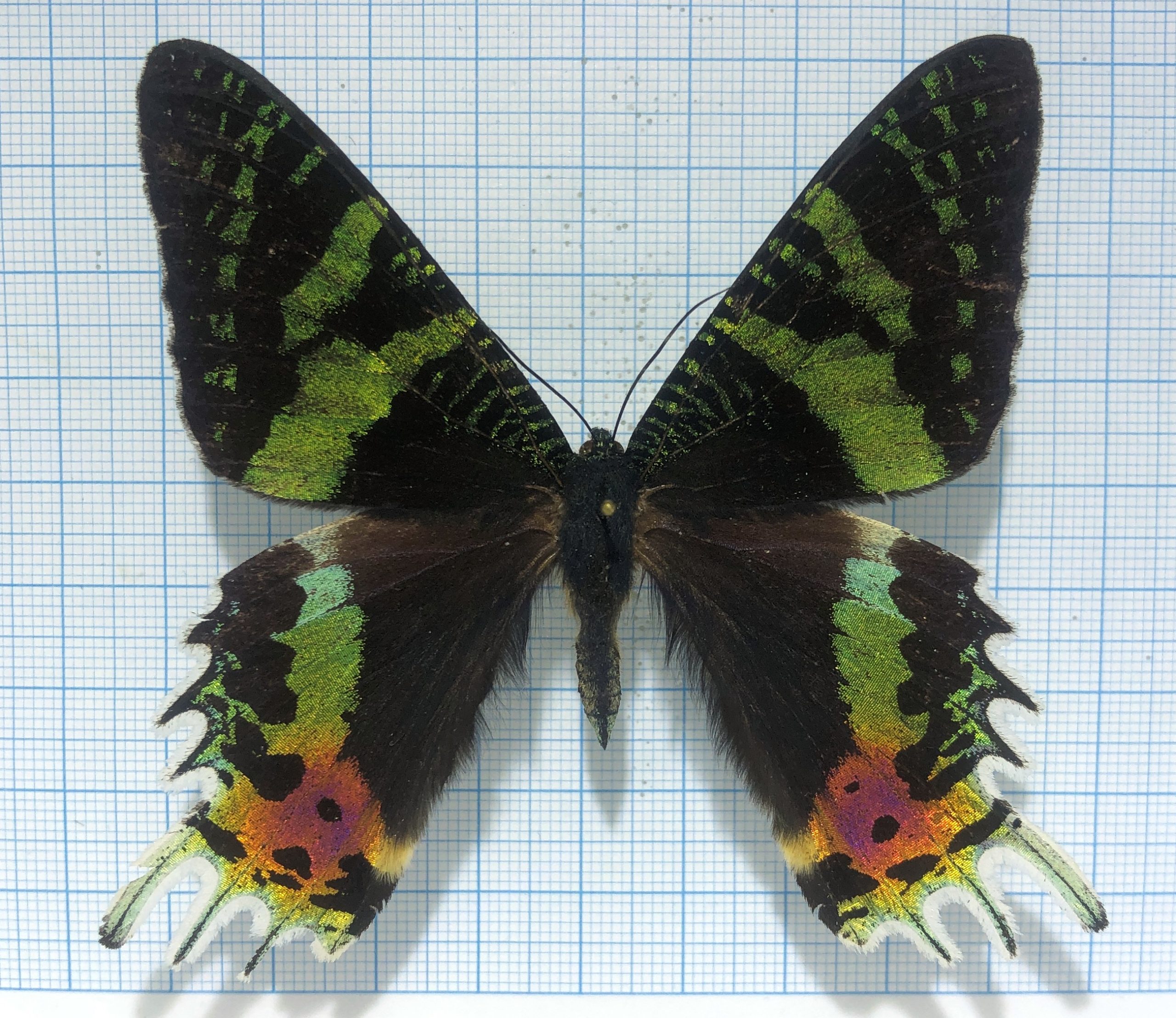 Urania ripheus, male, А-, Madagascar