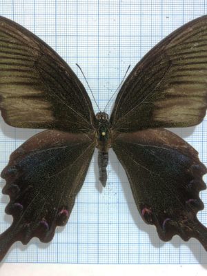 Papilio bianor, male, A-/good A2, China
