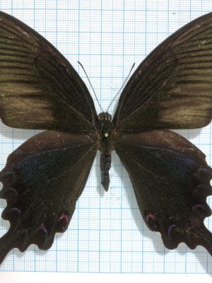 Papilio bianor, male, A-/good A2, China