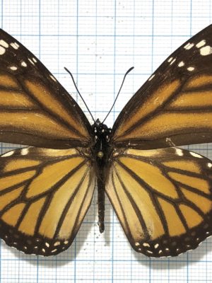 Danaus plexippus, male, A1-, Peru