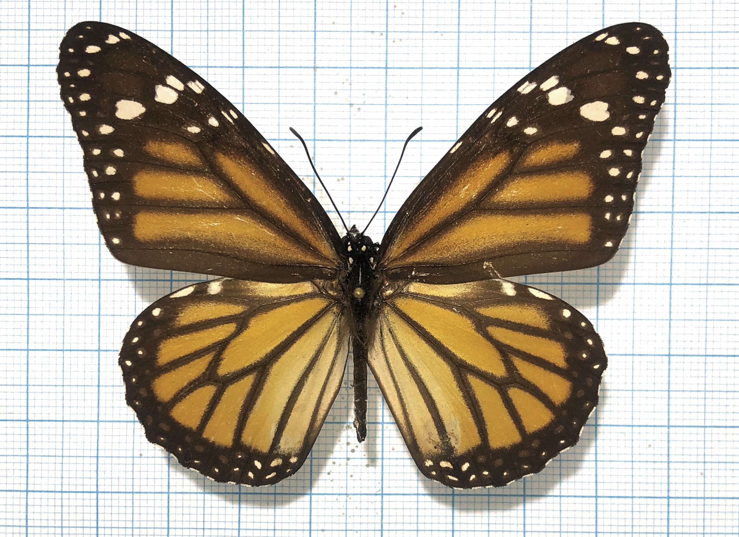 Danaus plexippus, male, A1-, Peru