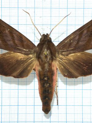 AMPELOPHAGA KHASIANA, male, A-, Vietnam
