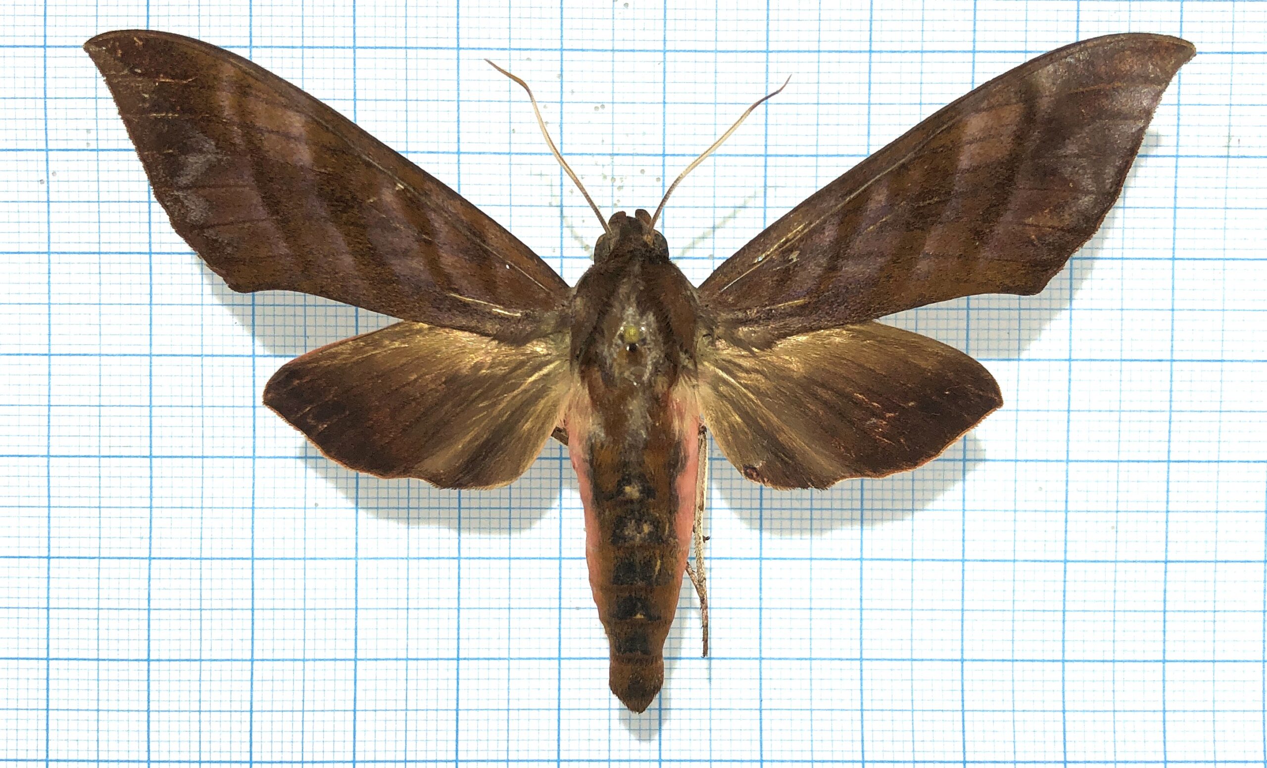 AMPELOPHAGA KHASIANA, male, A-, Vietnam