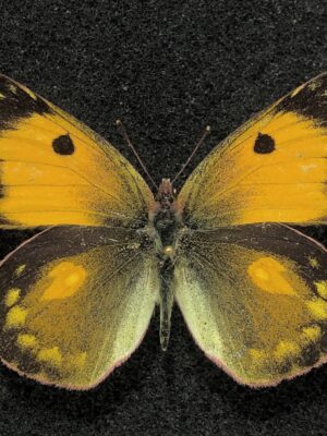 Colias fieldii chinensis, A-, Fimale, China