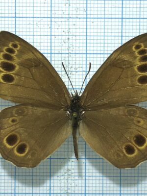 Lopinga achine achinoides, male, A1-, Far East