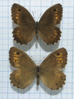 Arethusana arethusa, male, A-, Armenia