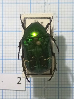 Coleoptera. Cetoniinae #002, Russia