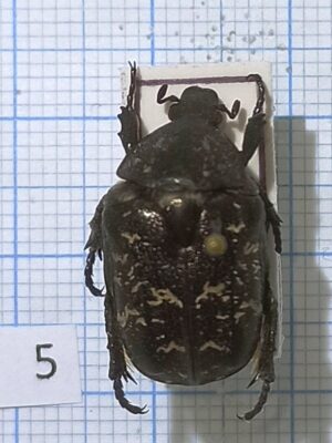 Cetoniinae #005, Protaetia (Potosia) famelica, Russia, Far East