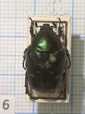 Cetoniinae #006, Uzbekistan