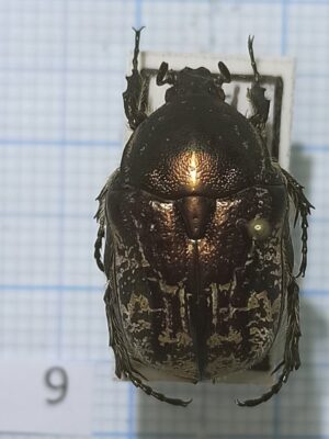Cetoniinae #009, Uzbekistan