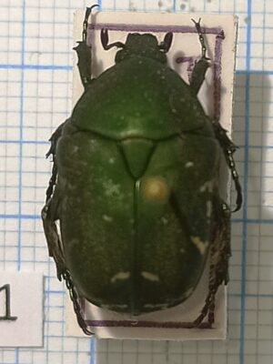 Cetoniinae #011, Potosia hungarica, Central Russia