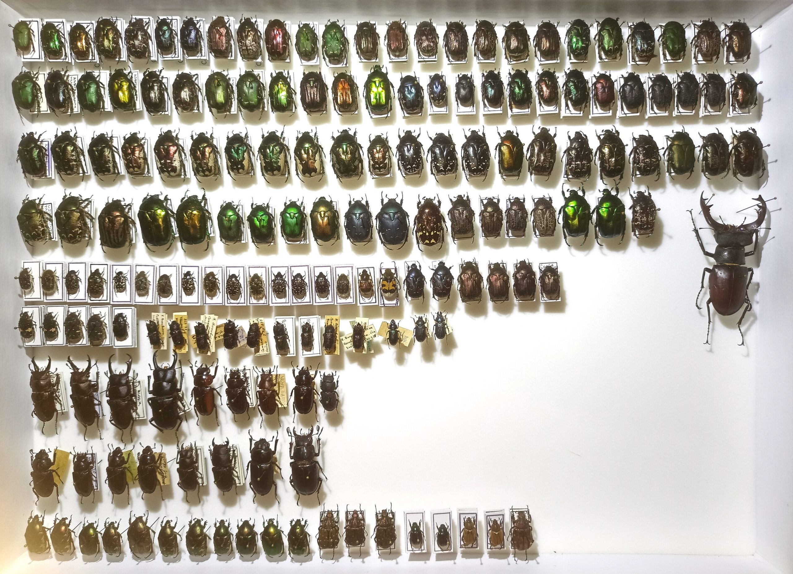 Coleoptera (Lucanidae, Cetoniinae, etc.) 168 pcs, different regions.