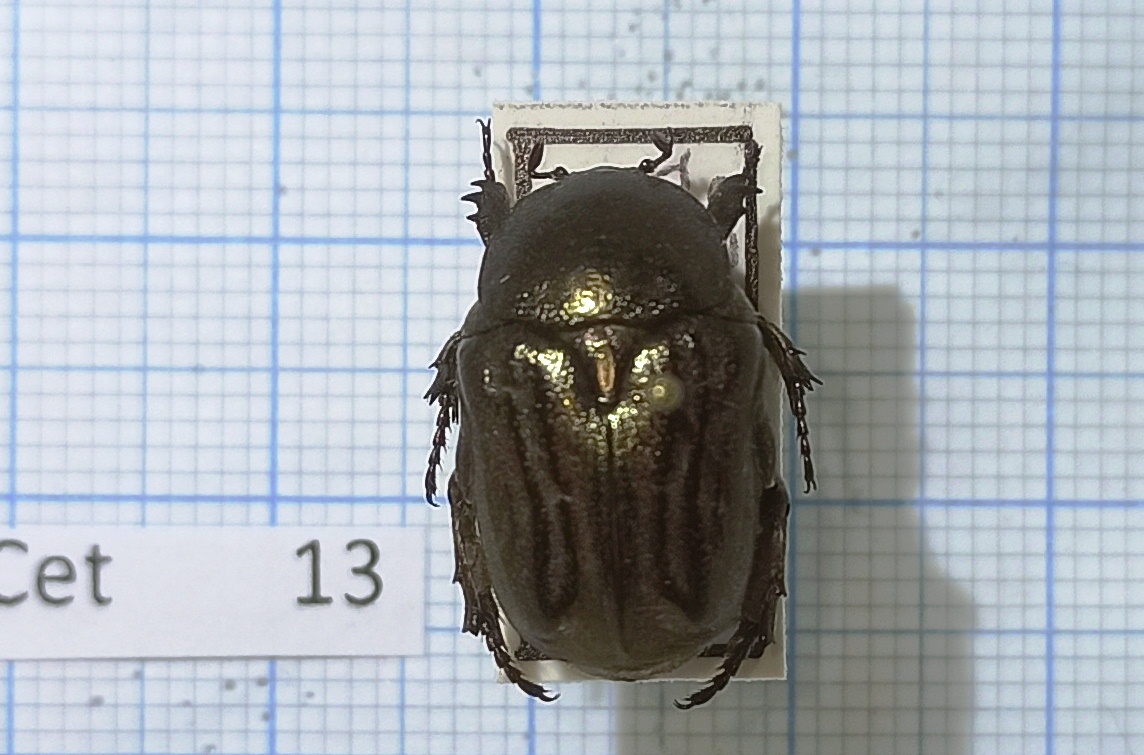 Cetoniinae #013, Uzbekistan