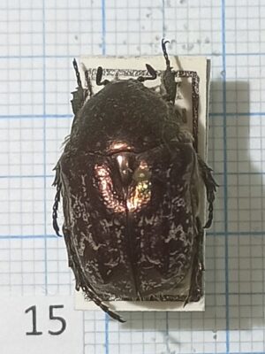 Cetoniinae #015, Uzbekistan