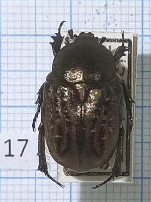Cetoniinae #017, Uzbekistan