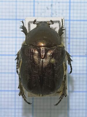 Cetoniinae #018, Uzbekistan