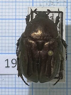 Cetoniinae #019, Uzbekistan
